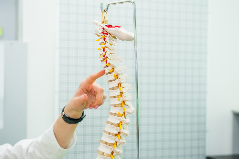 chiropractor explains how scoliosis effects a spine